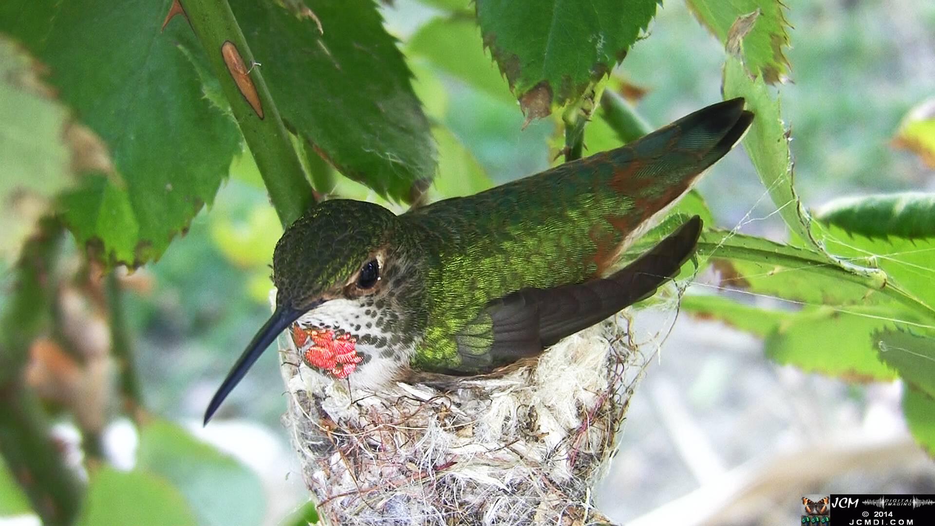 Allen's Hummingbird female in nest 